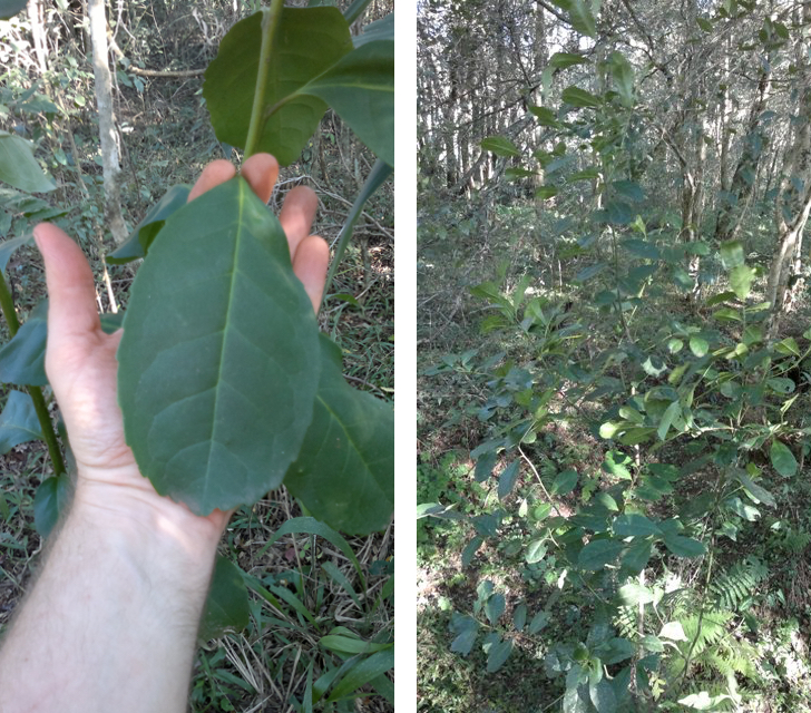 Erveiras with a larger leaf size have more theobromine. The first Mate saplings that Ricardo planted in 2012 within his forests in our reforestation tests.