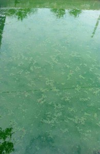 The algae growing in the pools is collected early every morning
