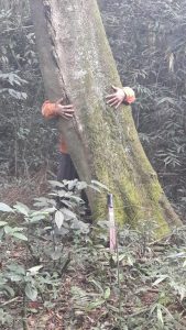 Yerba mate tree, Ilex Paraguarencis